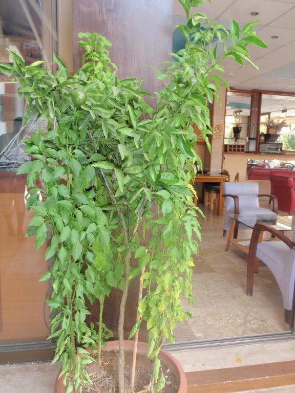 Aloe Apart Hotel Marmaris Buitenkant foto
